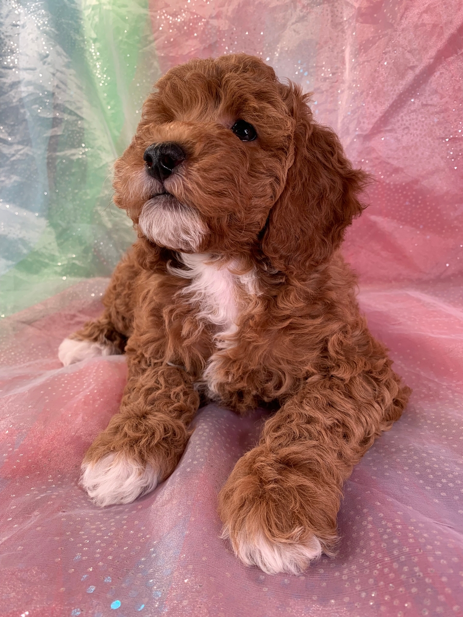 Dark Red Female Cockapoo Puppy with White Markings $1200
